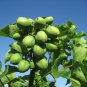 Physic Nut Barbados Nut Jatropha curcas 10 Seeds