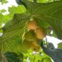 Physic Nut Barbados Nut Jatropha curcas 10 Seeds