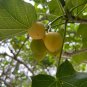 Physic Nut Barbados Nut Jatropha curcas 10 Seeds