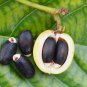Physic Nut Barbados Nut Jatropha curcas 10 Seeds