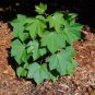 Physic Nut Barbados Nut Jatropha curcas 10 Seeds