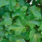 Physic Nut Barbados Nut Jatropha curcas 10 Seeds