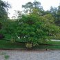 Physic Nut Barbados Nut Jatropha curcas 10 Seeds