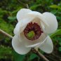 Oyama Magnolia 5 Seeds Magnolia sieboldii