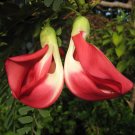 Red Hummingbird Tree Sesbania Grandiflora 20 Seeds