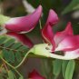 Red Hummingbird Tree Sesbania Grandiflora 20 Seeds