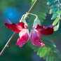 Red Hummingbird Tree Sesbania Grandiflora 20 Seeds