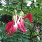 Red Hummingbird Tree Sesbania Grandiflora 20 Seeds