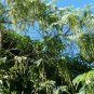 Red Hummingbird Tree Sesbania Grandiflora 20 Seeds