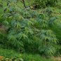 Red Hummingbird Tree Sesbania Grandiflora 20 Seeds