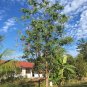 Red Hummingbird Tree Sesbania Grandiflora 20 Seeds