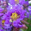 Purple Crape Myrtle Lagerstroemia indica 100 Seeds Purple Crape Myrtle Lagerstroemia indica 100 Seeds