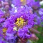 Purple Crape Myrtle Lagerstroemia indica 100 Seeds