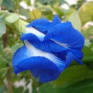 Double Blue Butterfly Pea Clitoria ternatea 20 Seeds Double Blue Butterfly Pea Clitoria ternatea 20 Seeds