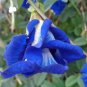 Double Blue Butterfly Pea Clitoria ternatea 20 Seeds