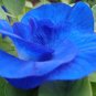 Double Blue Butterfly Pea Clitoria ternatea 20 Seeds