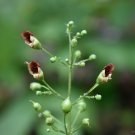 Figwort  100 Seeds  Scrophularia marylandica
