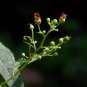 Figwort 100 Seeds Scrophularia marylandica