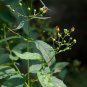 Figwort 100 Seeds Scrophularia marylandica