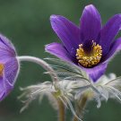 Pasque Flower Pulsatilla vulgaris 100 Seeds Pasque Flower Pulsatilla vulgaris 100 Seeds