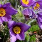 Pasque Flower Pulsatilla vulgaris 100 Seeds