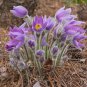 Pasque Flower Pulsatilla vulgaris 100 Seeds