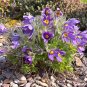 Pasque Flower Pulsatilla vulgaris 100 Seeds