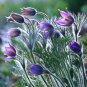 Pasque Flower Pulsatilla vulgaris 100 Seeds