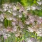 Pasque Flower Pulsatilla vulgaris 100 Seeds