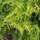 Golden Oriental Arborvitae Platycladus orientalis Aurea 20 Seeds