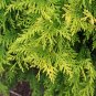 Golden Oriental Arborvitae Platycladus orientalis Aurea 20 Seeds