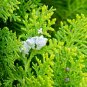 Golden Oriental Arborvitae Platycladus orientalis Aurea 20 Seeds