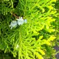 Golden Oriental Arborvitae Platycladus orientalis Aurea 20 Seeds