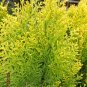 Golden Oriental Arborvitae Platycladus orientalis Aurea 20 Seeds