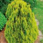 Golden Oriental Arborvitae Platycladus orientalis Aurea 20 Seeds