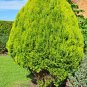 Golden Oriental Arborvitae Platycladus orientalis Aurea 20 Seeds