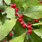 Winterberry 100 Seeds Ilex verticillata Winterberry 100 Seeds Ilex verticillata