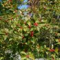 Winterberry 100 Seeds Ilex verticillata