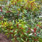 Winterberry 100 Seeds Ilex verticillata