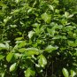 Winterberry 100 Seeds Ilex verticillata