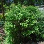 Winterberry 100 Seeds Ilex verticillata