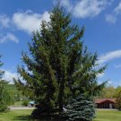 Norway Spruce Picea abies 100 Seeds