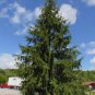 Norway Spruce Picea abies 100 Seeds