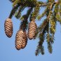 Norway Spruce Picea abies 100 Seeds