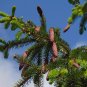 Norway Spruce Picea abies 100 Seeds