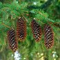 Norway Spruce Picea abies 100 Seeds