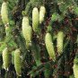 Norway Spruce Picea abies 100 Seeds
