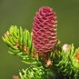 Norway Spruce Picea abies 100 Seeds