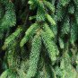 Norway Spruce Picea abies 100 Seeds
