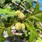 Overcup Oak 5 Seeds Quercus lyrata